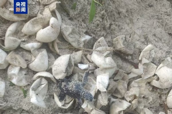 股票入门 南沙群岛永暑礁迎来绿海龟宝宝，科研人员首次清晰记录孵化全过程